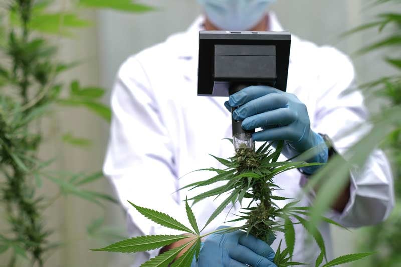 cannabis-QMS