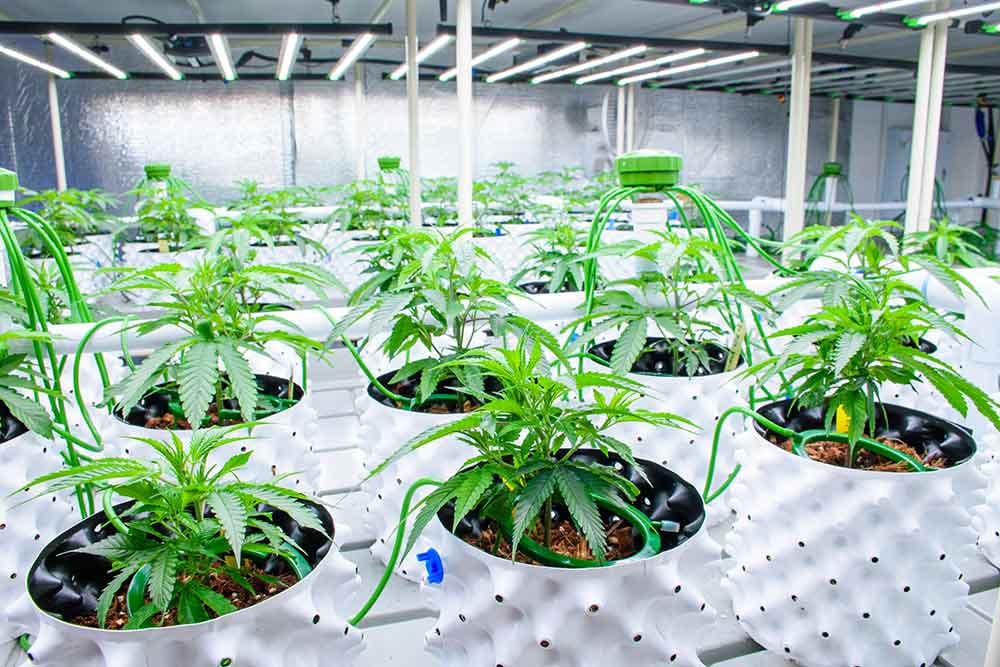 cannabis-erp-software