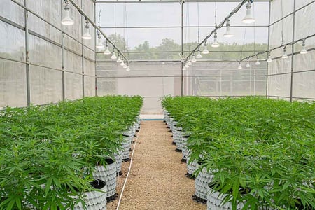 cannabis-qms-software