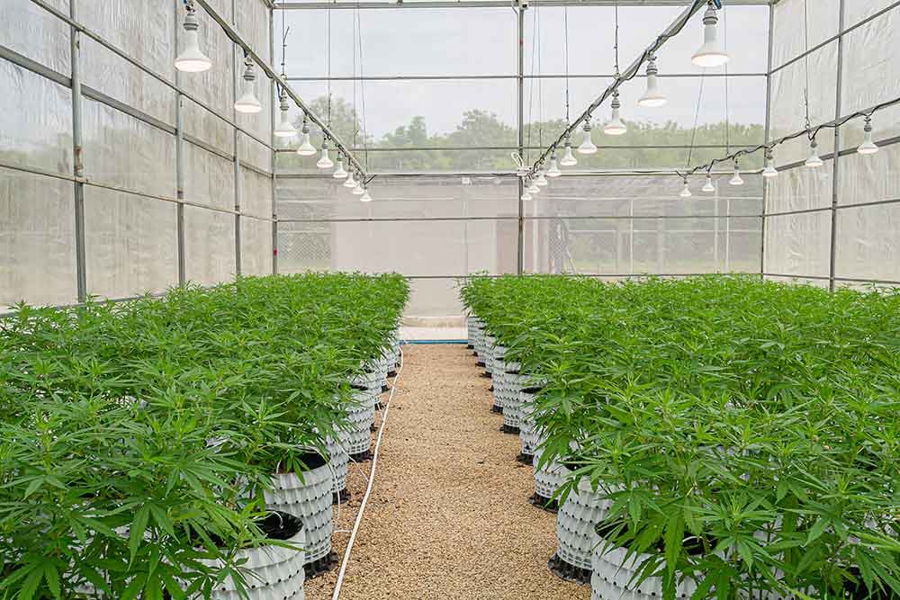cannabis-mrp-software