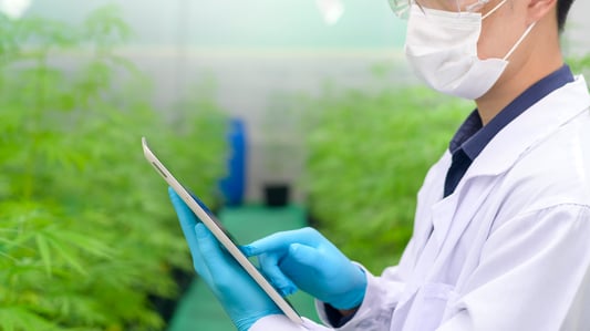cannabis-qms-software